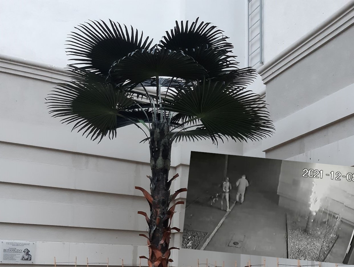 palma kopernika