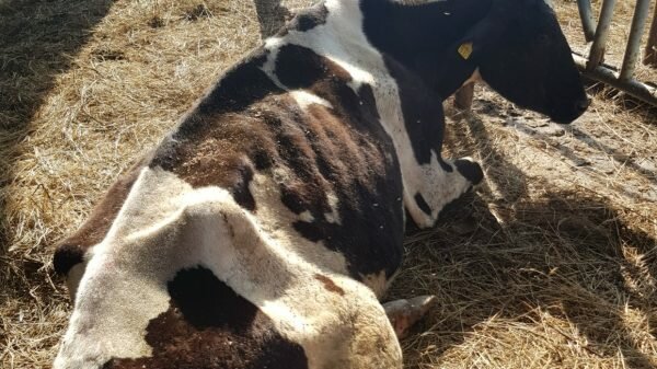 znęcali się nad krowami